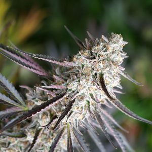 Florida Gaspack from Humboldt Seeds