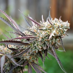 ICE CREAM CAKE Fast Flowering - Humboldt Seeds