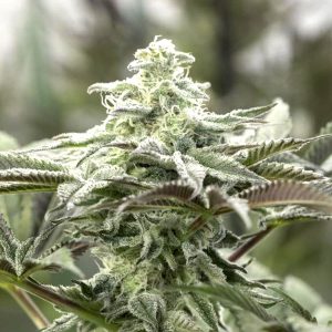 Lemon Citron - Humboldt Seeds