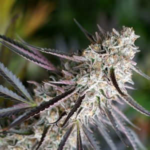 Peanut Butter Breath Fast Flowering - Humboldt Seeds