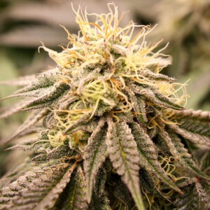 SundogZ is a feminized, Indica-dominant cannabis strain developed by Humboldt Seed Organization.